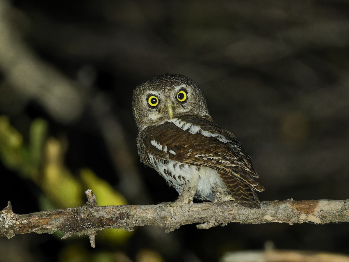 African Barred Owlet - ML642111958