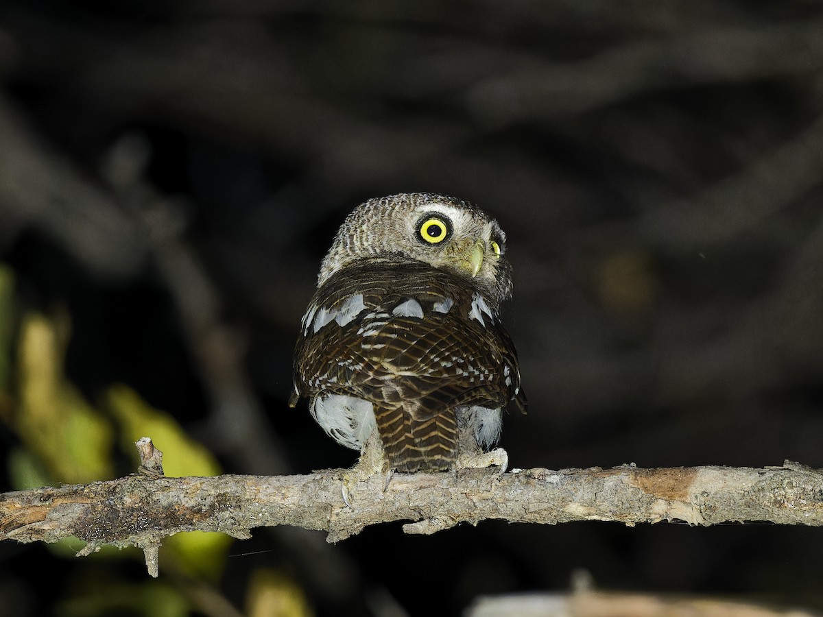 African Barred Owlet - ML642111959