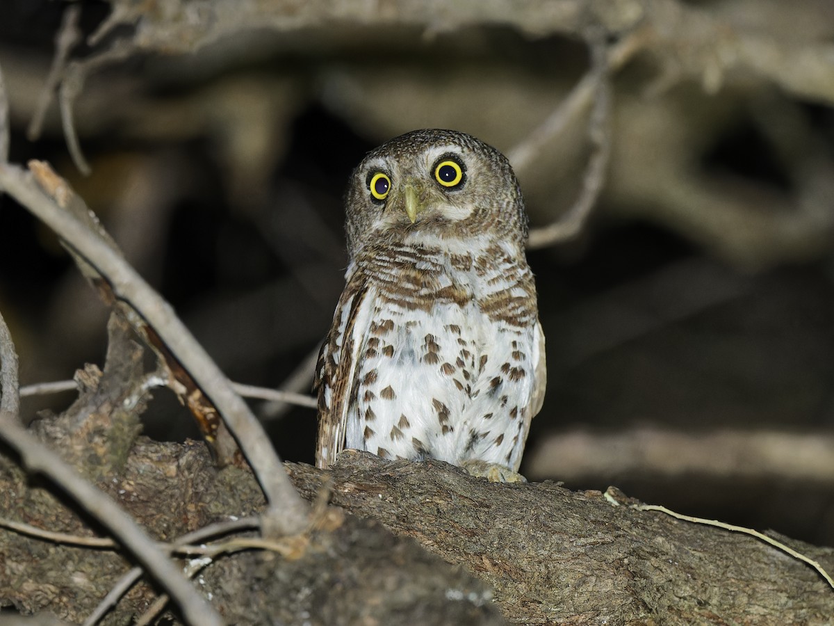 African Barred Owlet - ML642111960