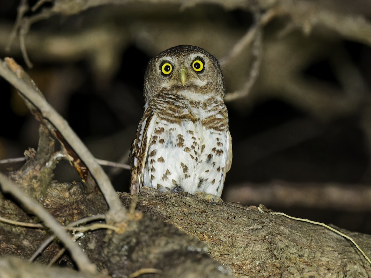African Barred Owlet - ML642111961