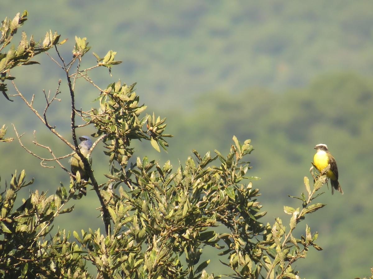 Yellow-winged Tanager - ML642111963