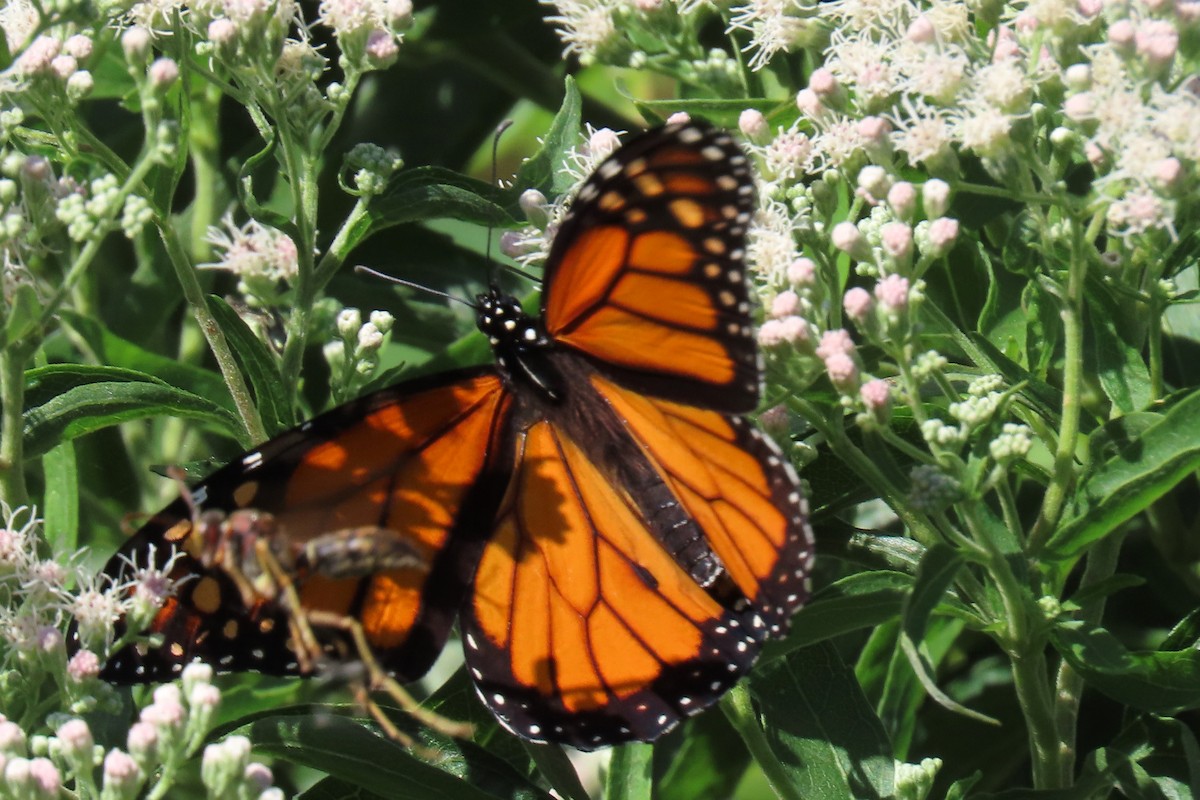 Monarch - ML642111975