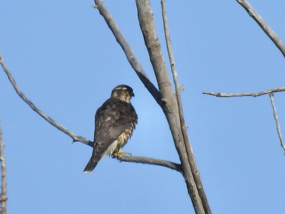 Merlin - ML642111996