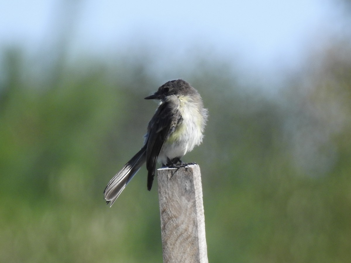 Eastern Phoebe - ML642112004