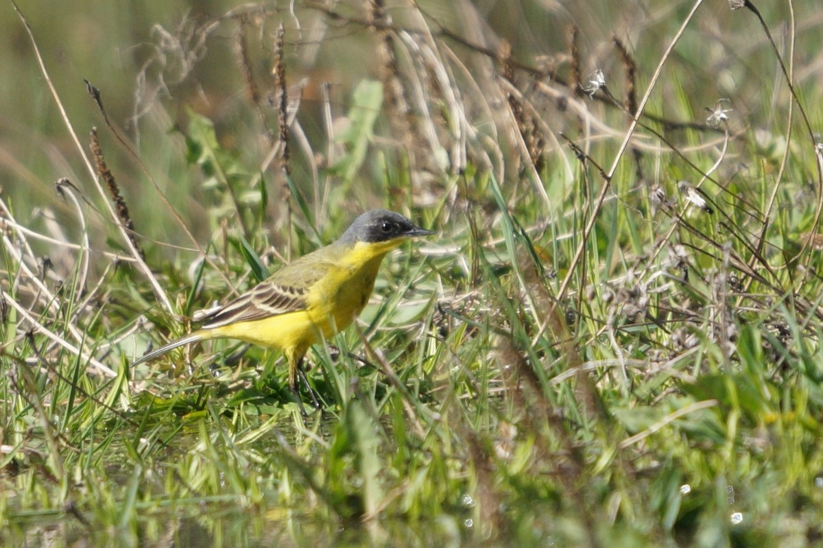 Western Yellow Wagtail (thunbergi) - ML642112012