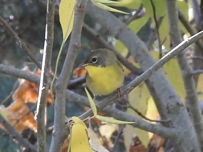 Common Yellowthroat - ML642112013