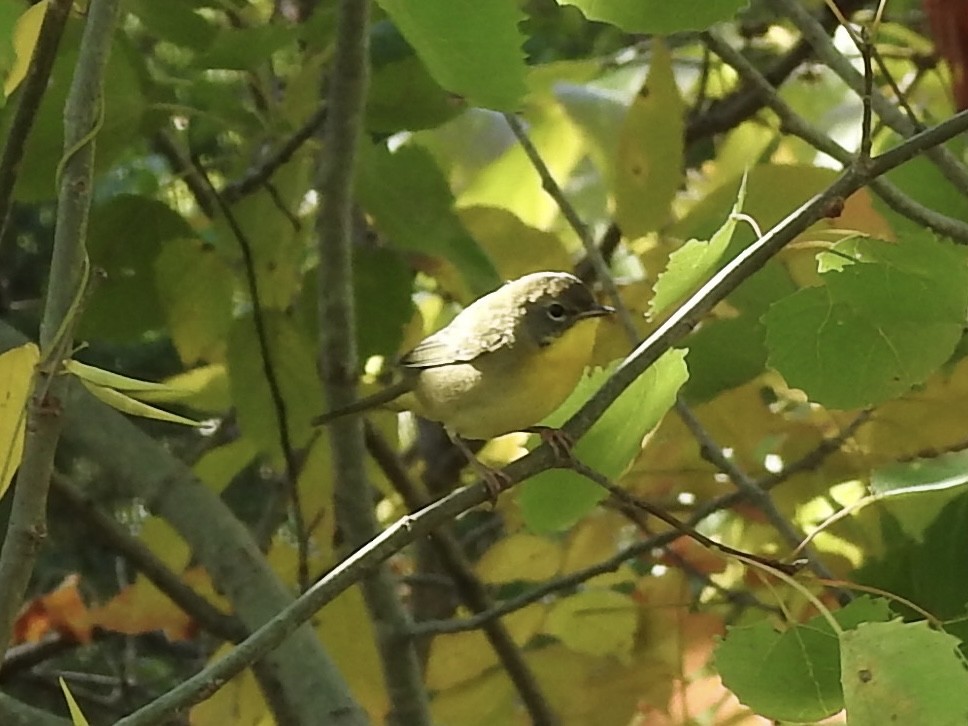 Common Yellowthroat - ML642112014