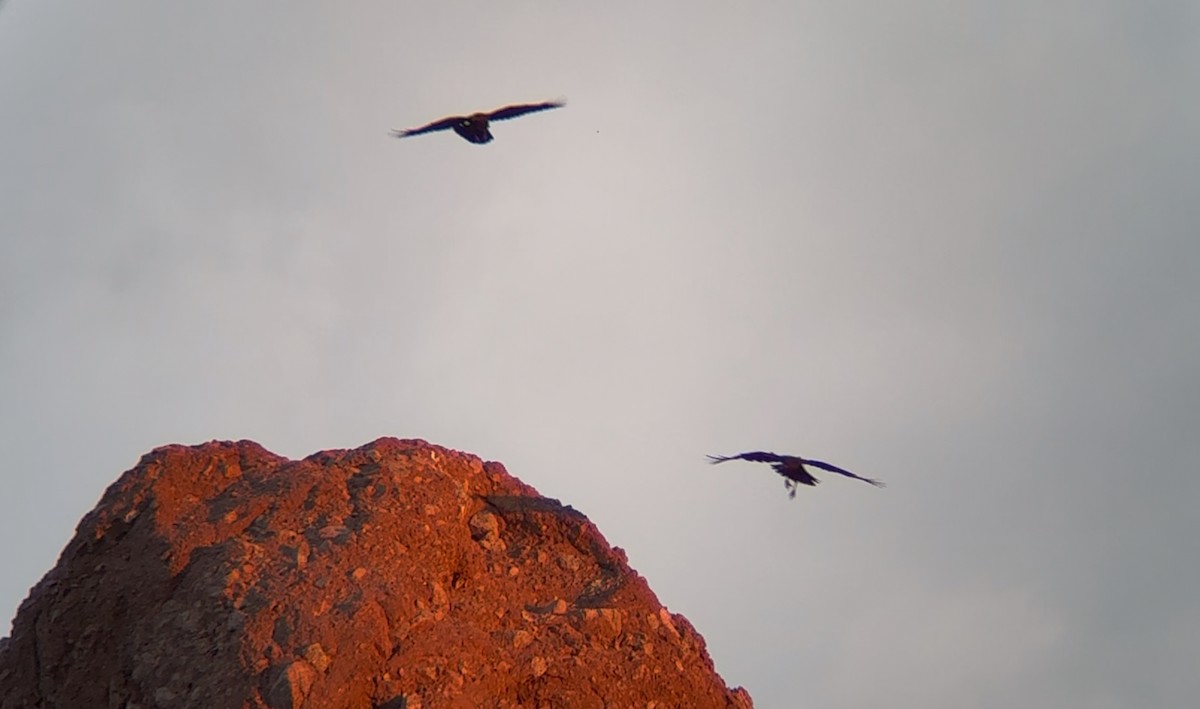Common Raven - ML642112018