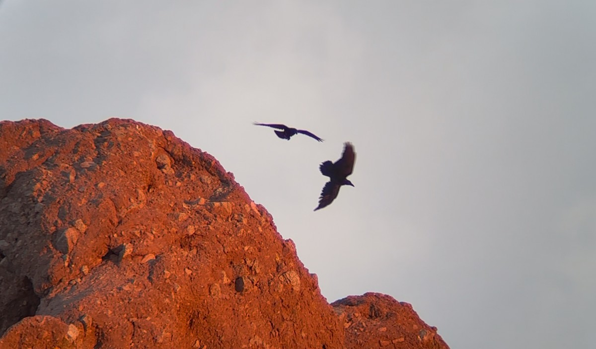 Common Raven - ML642112019