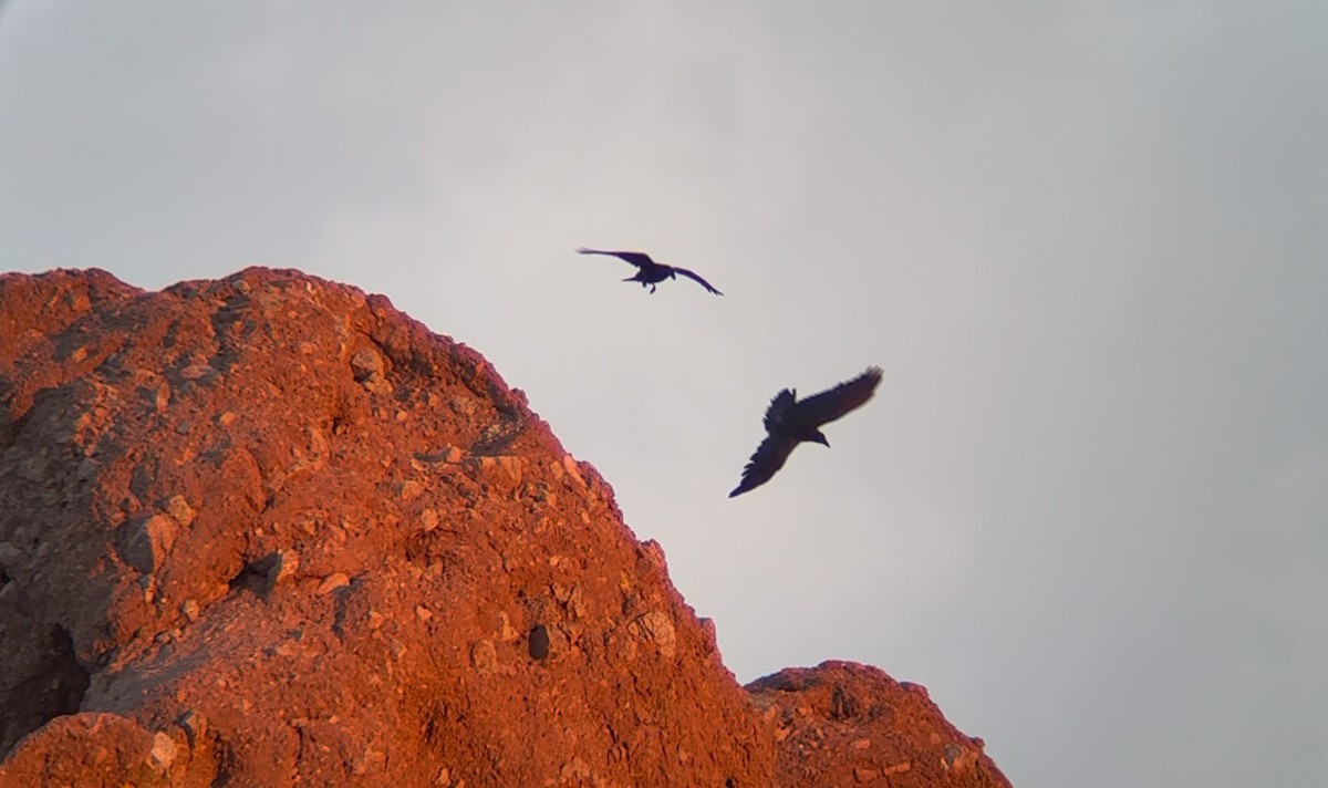 Common Raven - ML642112020