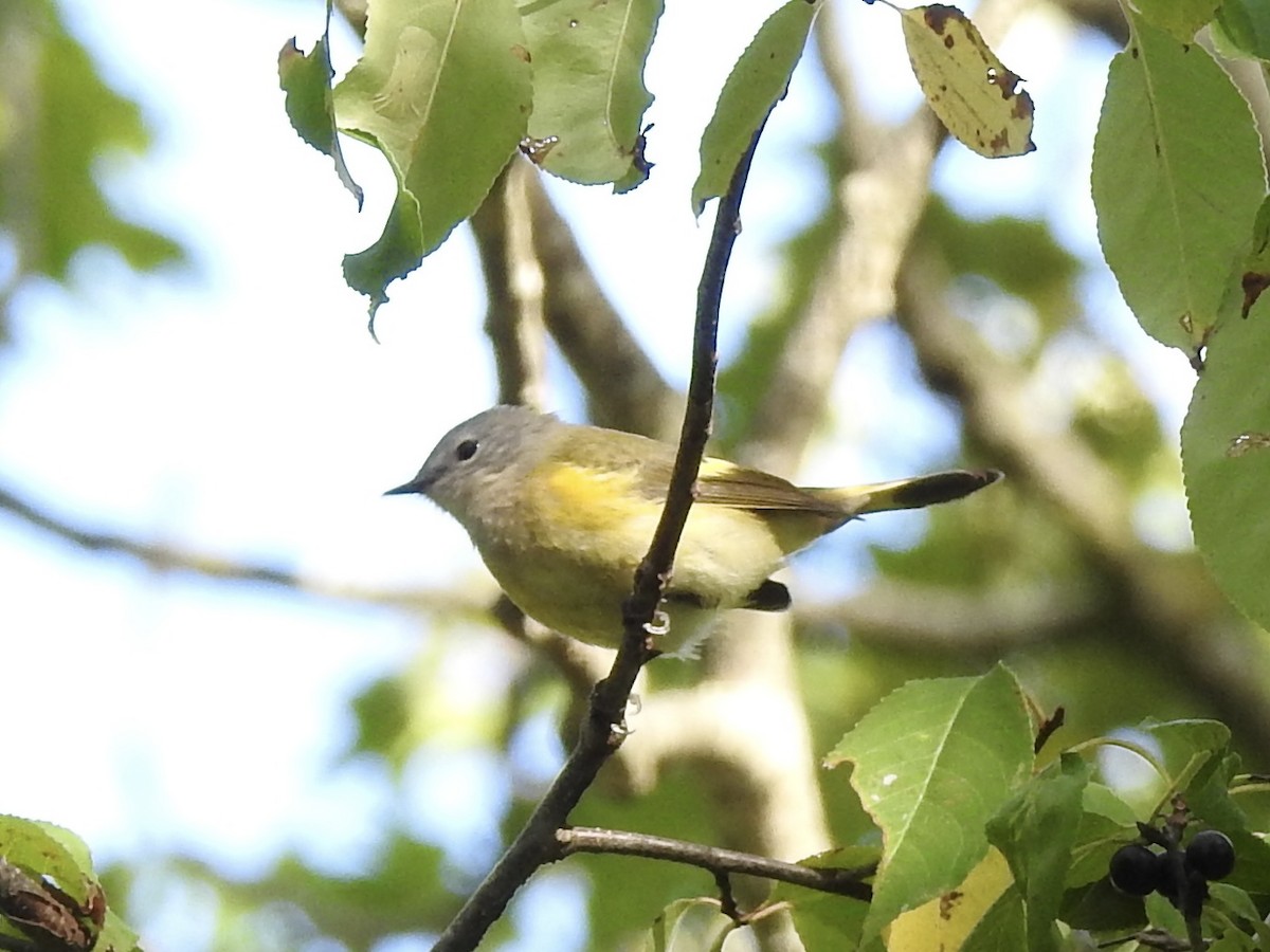 American Redstart - ML642112027