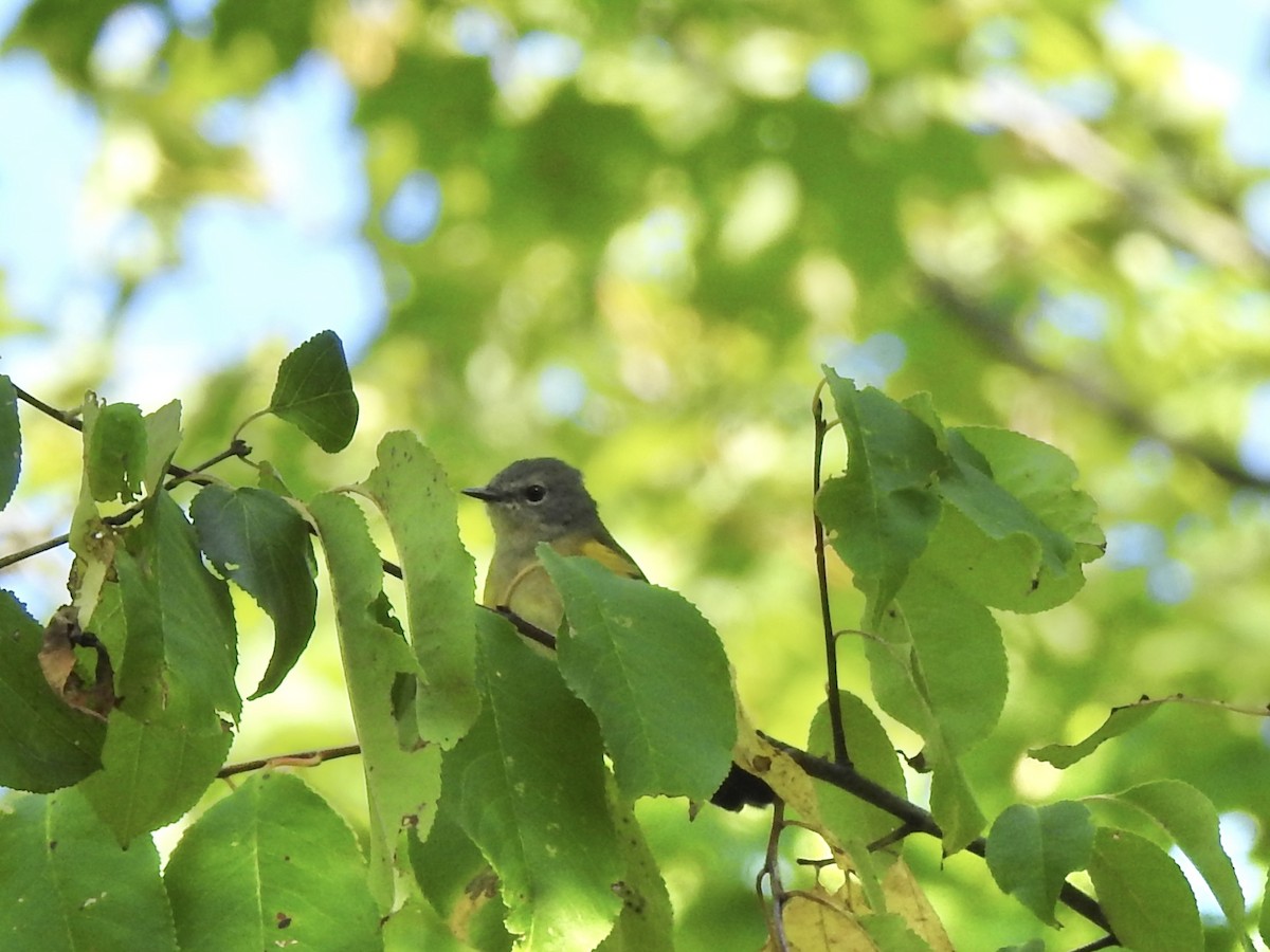 American Redstart - ML642112028