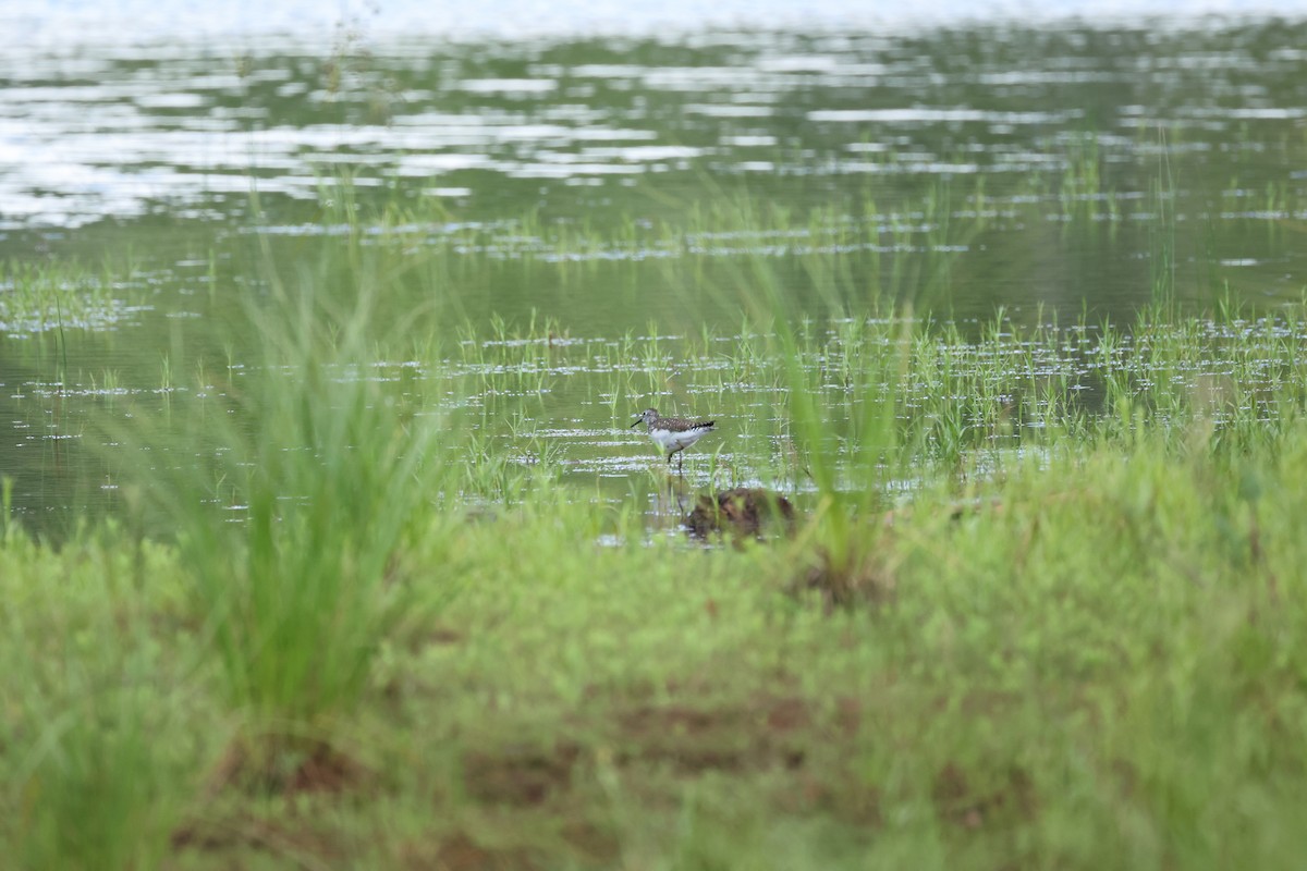 コシグロクサシギ - ML642112045