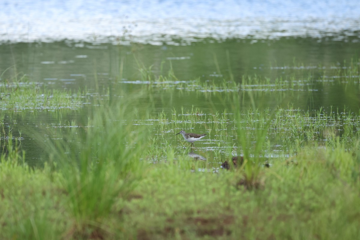 コシグロクサシギ - ML642112046