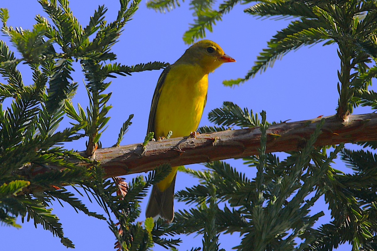 Western Tanager - ML642112052
