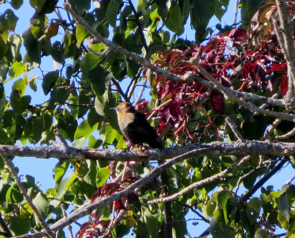 Rusty Blackbird - ML642112056