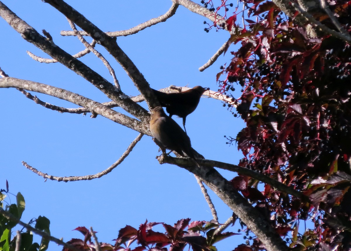 Rusty Blackbird - ML642112057