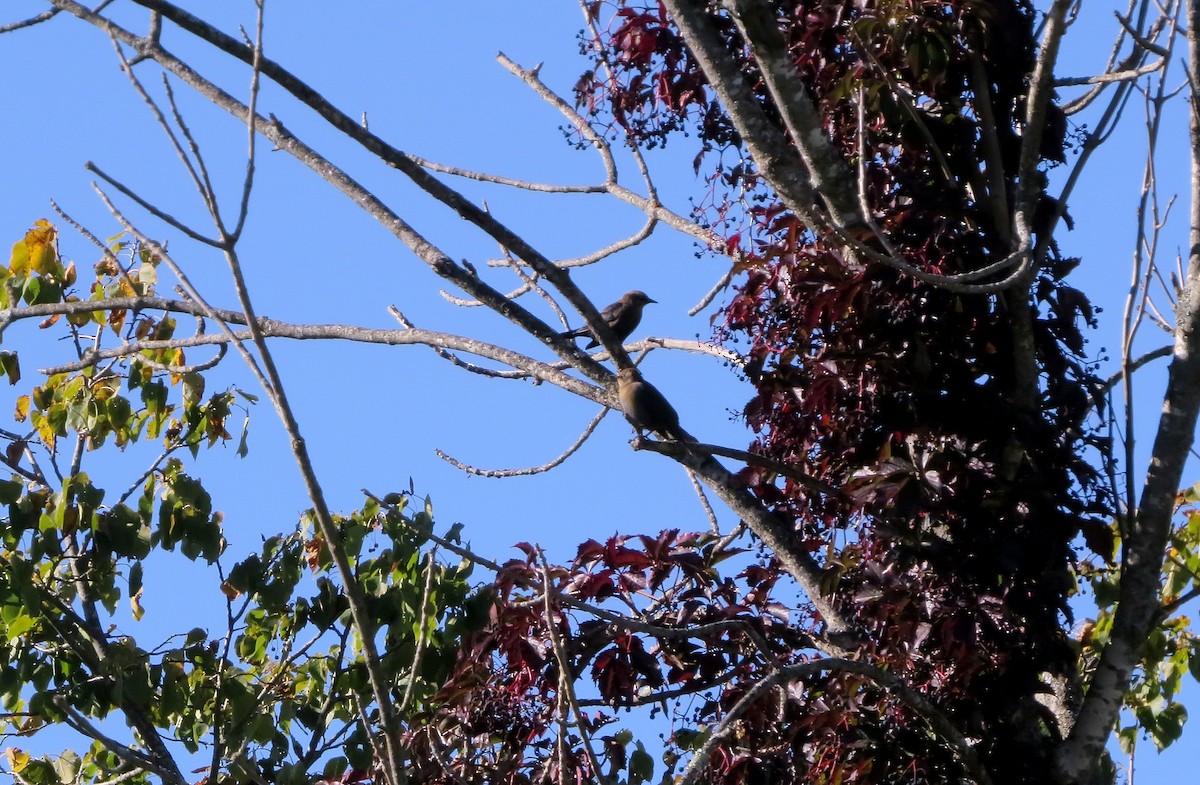 Rusty Blackbird - ML642112058