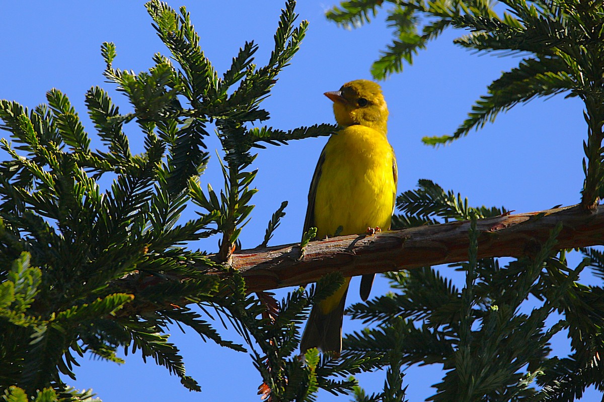 Western Tanager - ML642112059