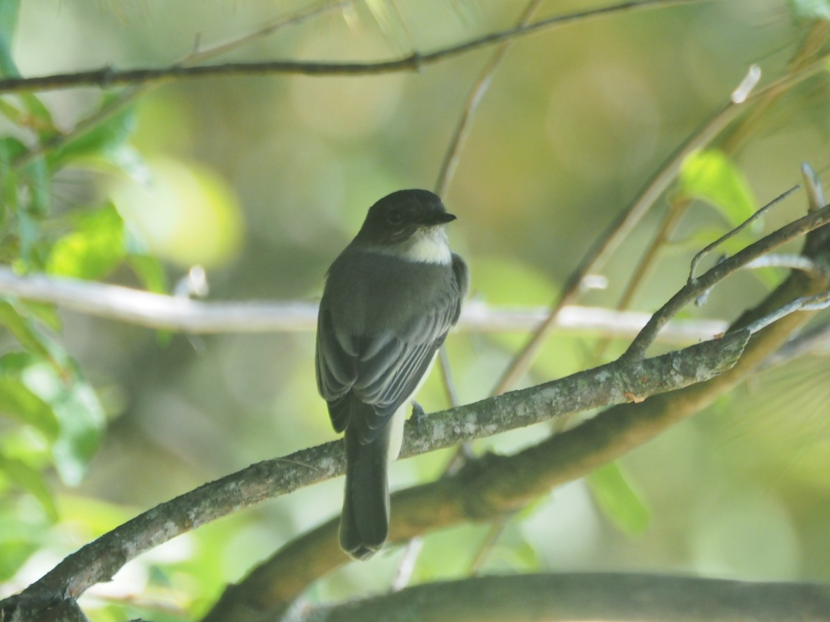 Eastern Phoebe - ML642112070