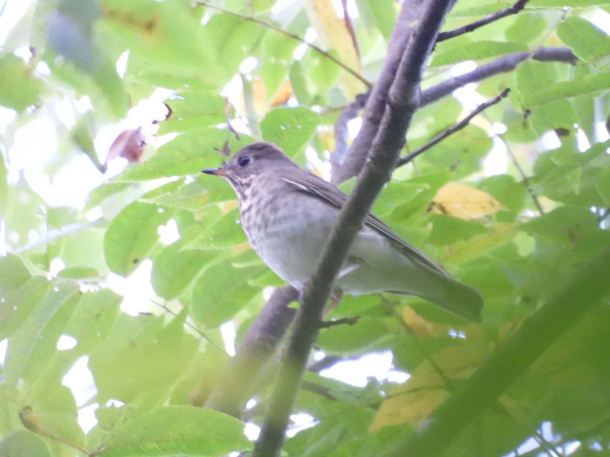 Gray-cheeked Thrush - ML642112112