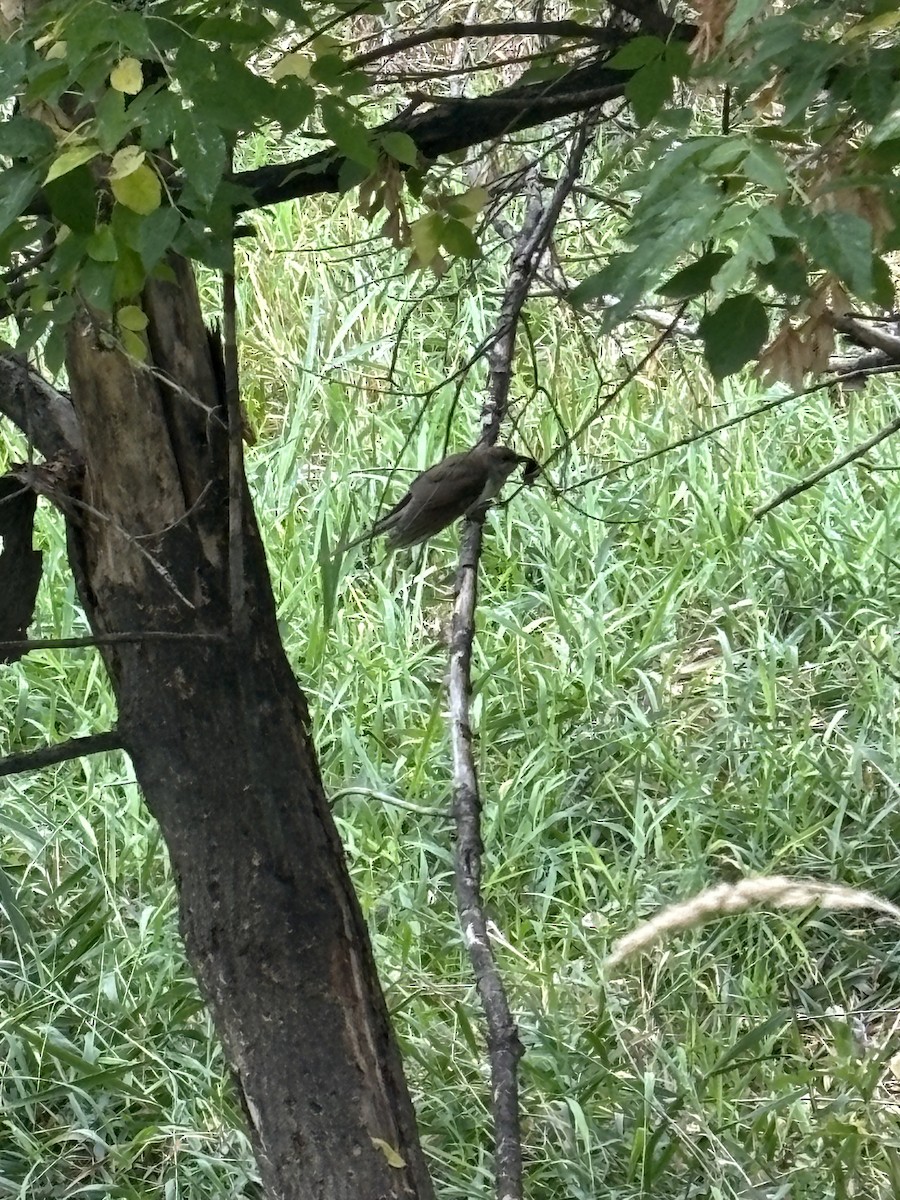 Black-billed Cuckoo - ML642112118