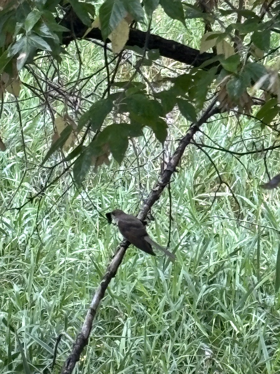 Black-billed Cuckoo - ML642112123