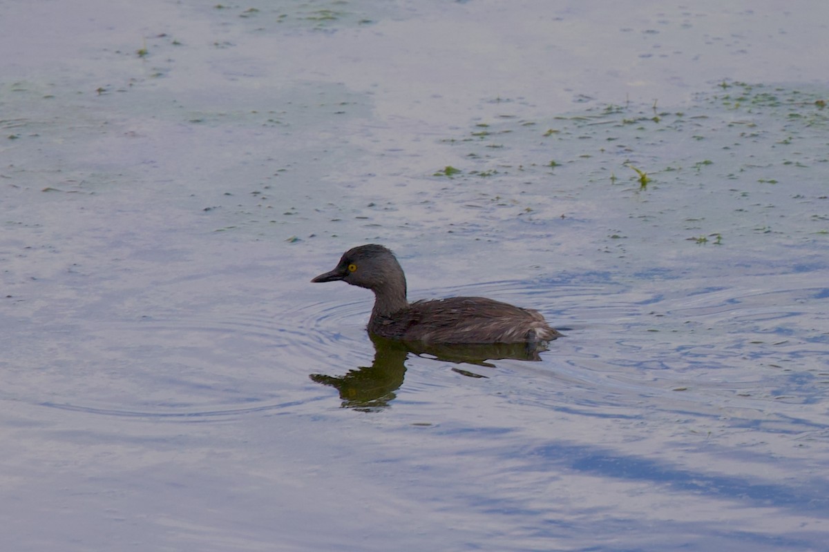 Least Grebe - ML642112128