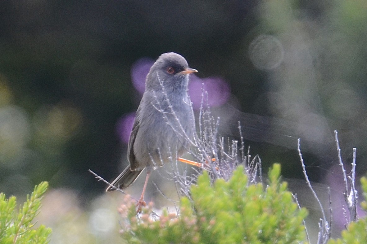 Fauvette sarde - ML642112131