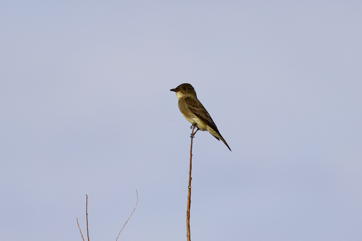 Olive-sided Flycatcher - ML642112151