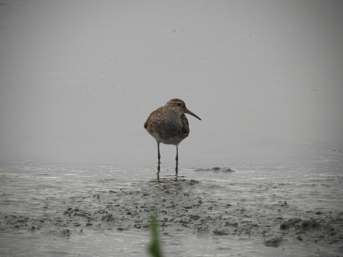 Pectoral Sandpiper - ML642112186