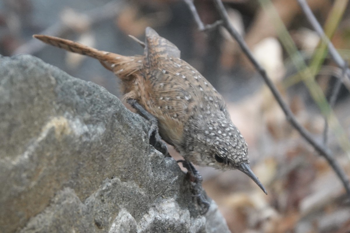 Canyon Wren - ML642112188