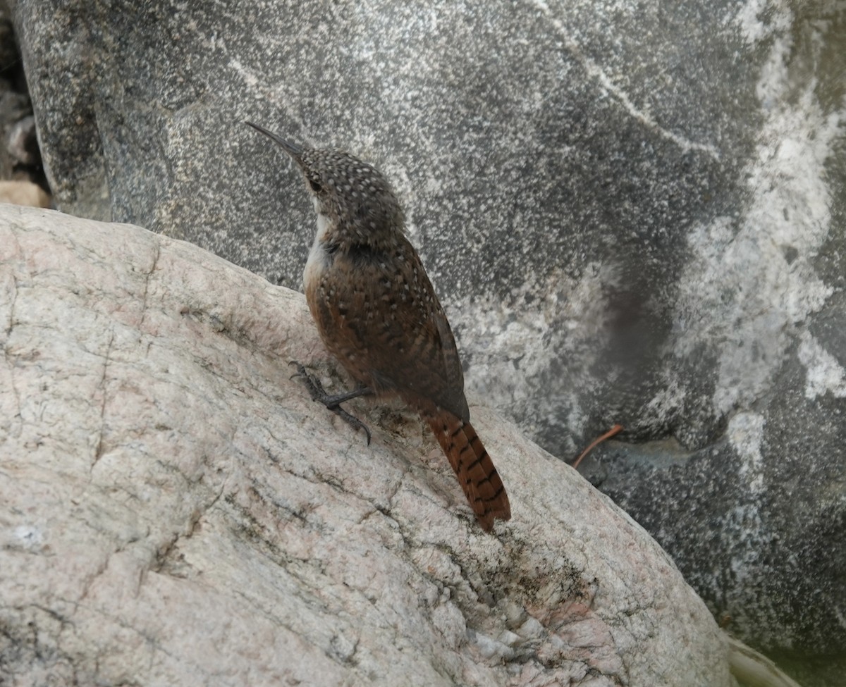 Canyon Wren - ML642112189