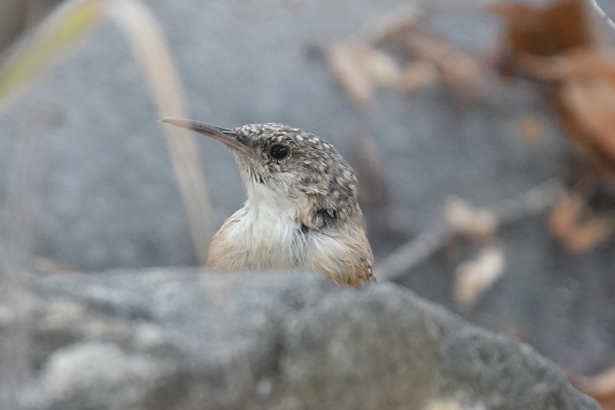 Canyon Wren - ML642112190