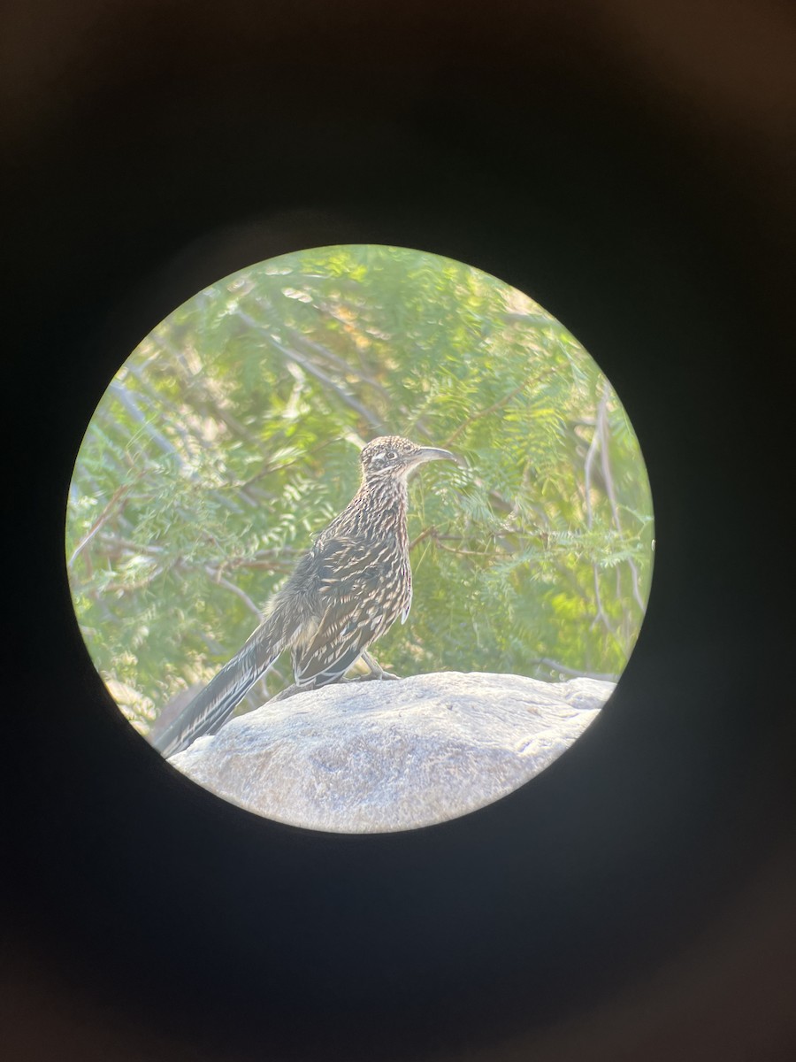 Greater Roadrunner - ML642112196