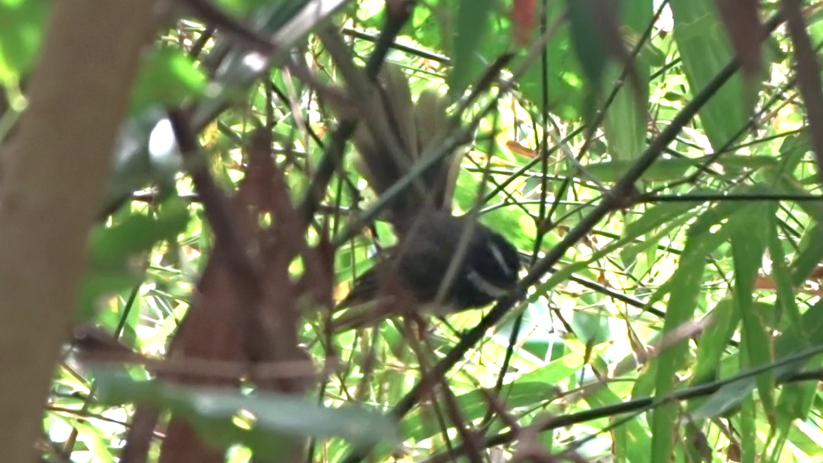 Spot-breasted Fantail - ML642112216