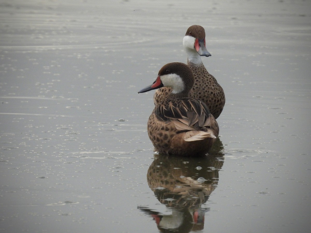 White-cheeked Pintail - ML642112229