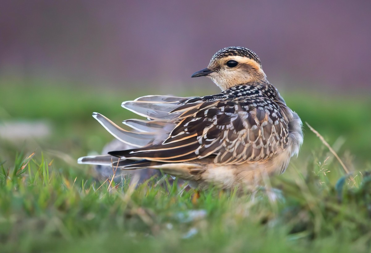 Eurasian Dotterel - ML642112241