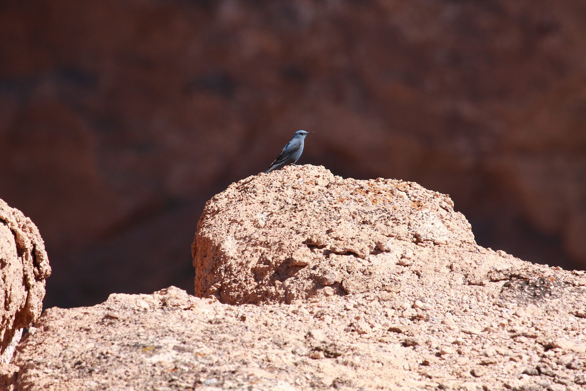 skalník modrý - ML642112258