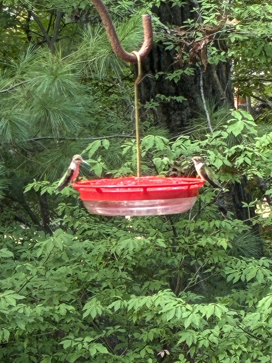 Ruby-throated Hummingbird - ML642112261