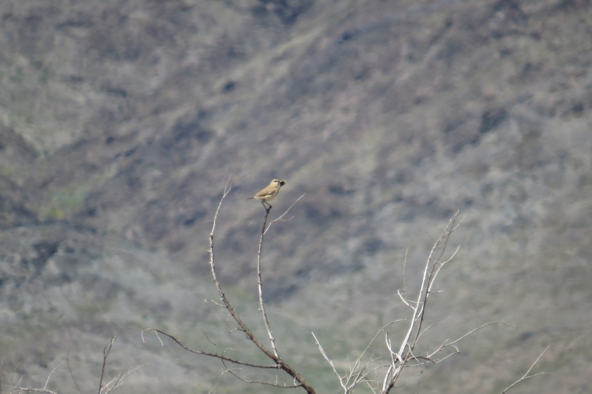 Isabelline Wheatear - ML642112262