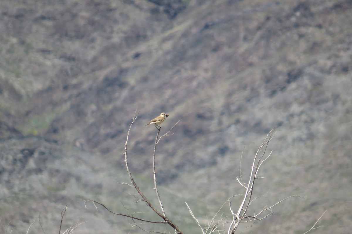 Isabelline Wheatear - ML642112263