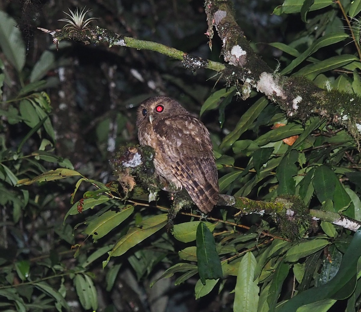 Rufescent Screech-Owl - ML642112304