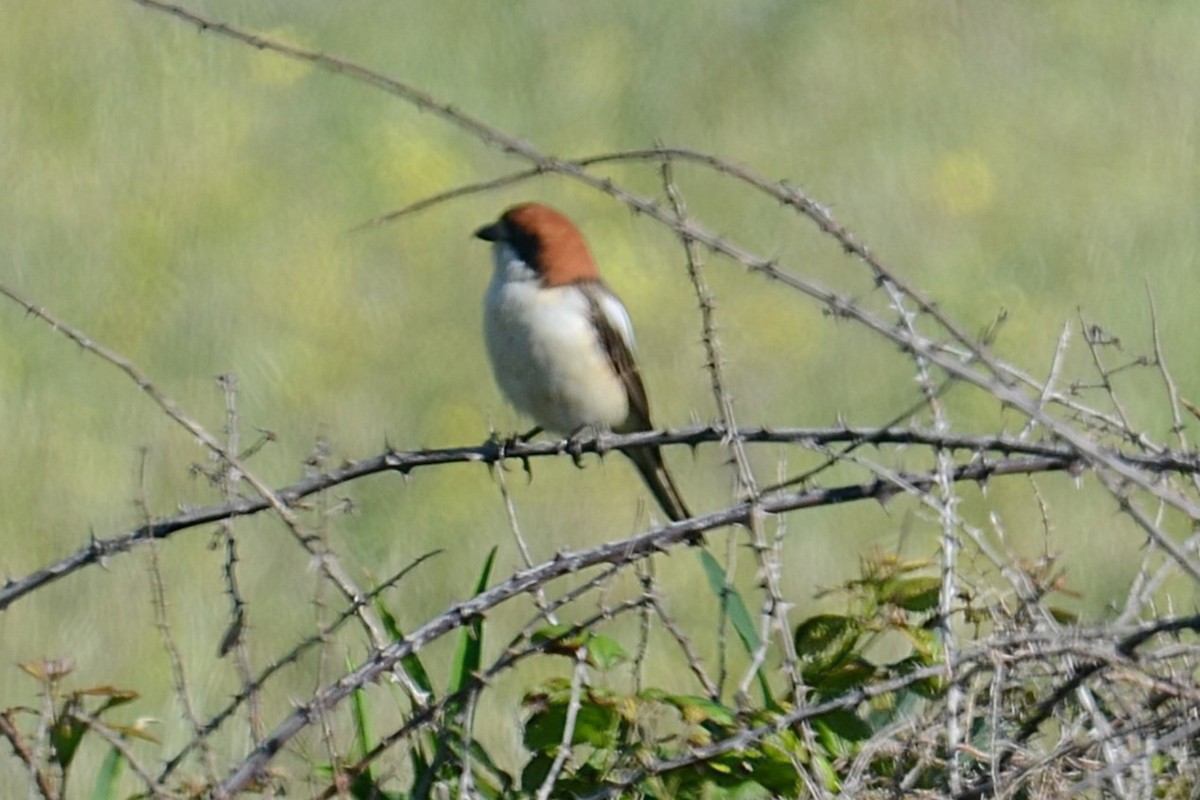 Averla capirossa (badius) - ML642112318