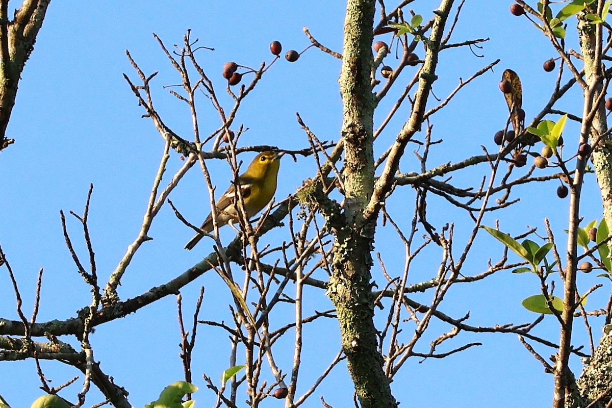 Yellow-throated Vireo - ML642112320