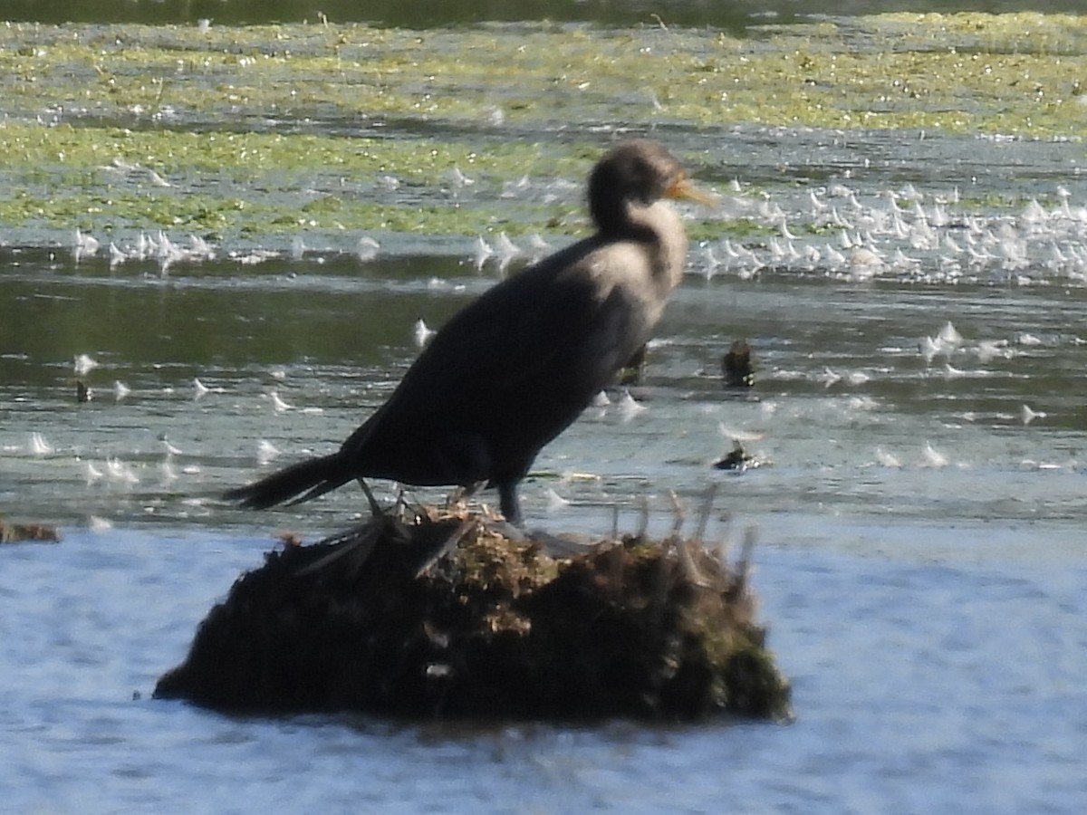 Double-crested Cormorant - ML642112342