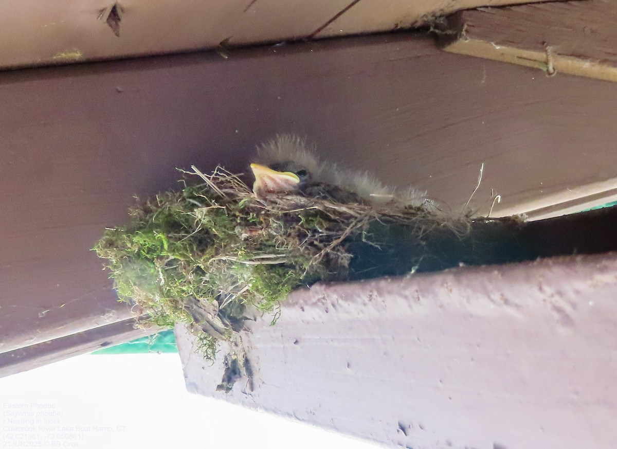 Eastern Phoebe - ML642112348