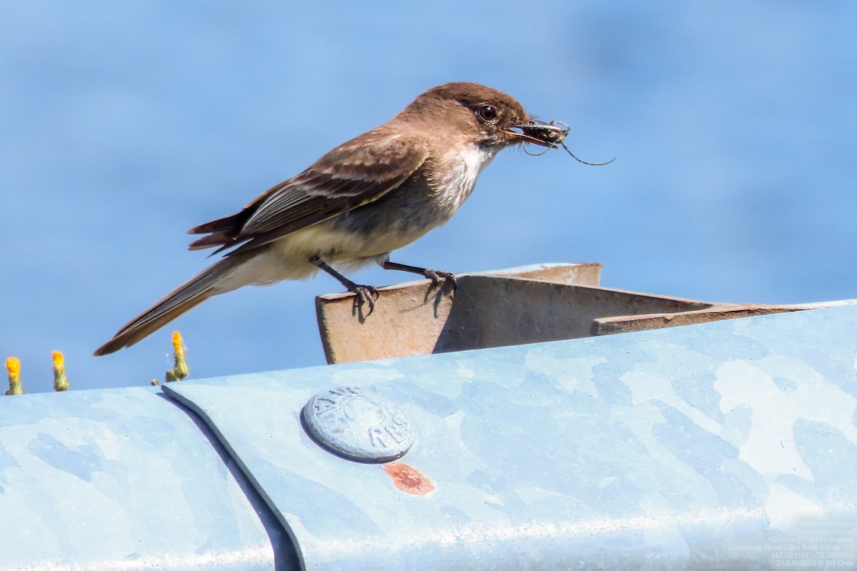 Eastern Phoebe - ML642112349