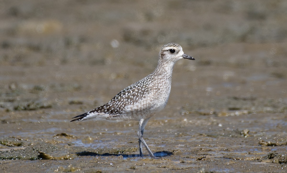 American Golden-Plover - ML642112352