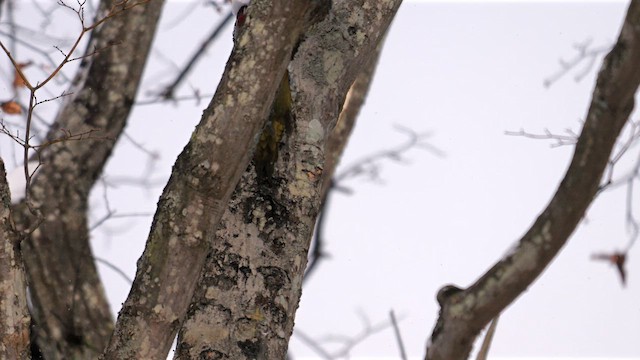 Pic awokéra - ML642112353